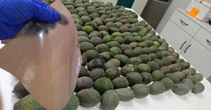 Bioplástico de palta la empresa peruana que transforma residuos en innovación sostenible Bioplástico de palta la empresa peruana que transforma residuos en innovación sostenible