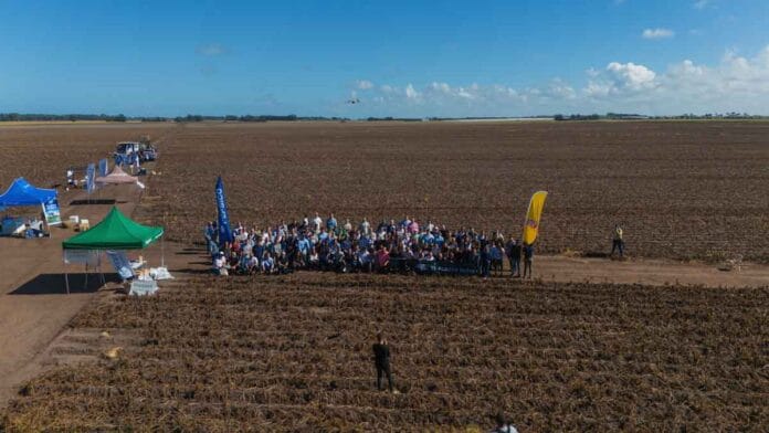 Del campo a la industria: la cadena de la papa se alinea con la sostenibilidad