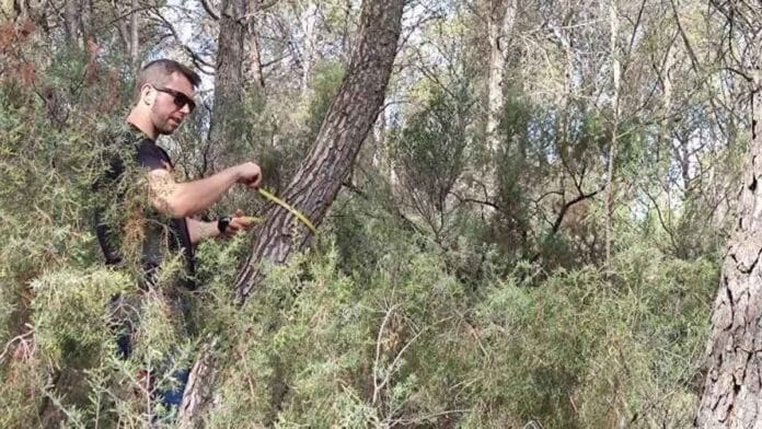 Brigada forestal analizando el monte valenciano para el proyecto Valencia BioValoriza en un pinar mediterráneo.