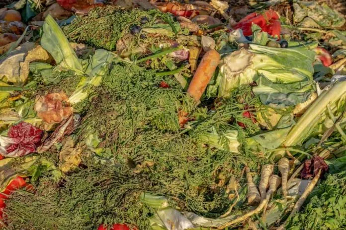 La alquimia secreta de los hongos Ilustración de enzimas de hongos descomponiendo biomasa vegetal para crear biocompuestos sostenibles
