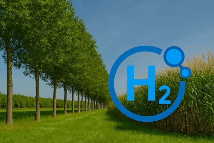 Biohidrógeno de árboles perennes Árboles perennes como el sauce podrían ser fuente de biohidrógeno en el futuro energético