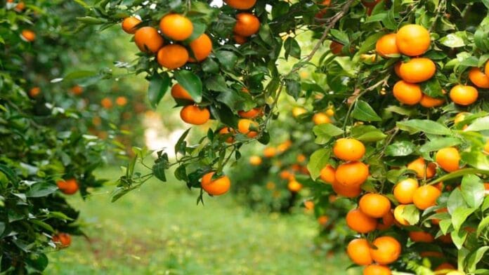 Biopesticida argentino para combatir el HLB en cítricos