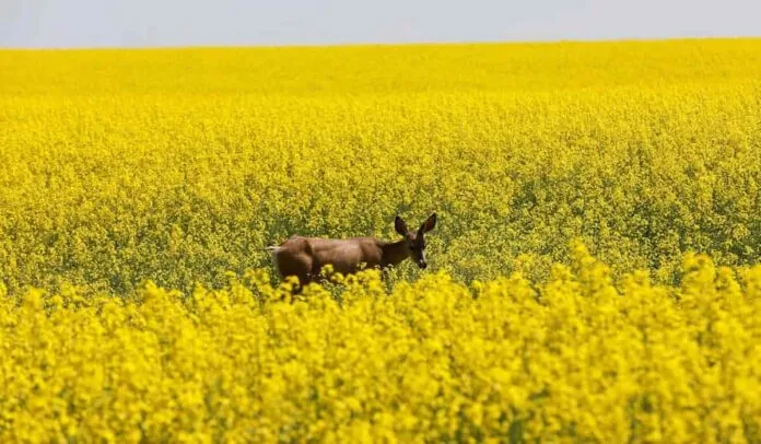 Australia en riesgo de quedarse sin combustible y el agro ofrece la salida biocombustibles en Australia