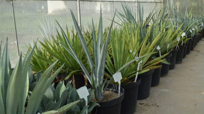 Vivero en el nordeste brasileño para impulsar la bioeconomía del agave