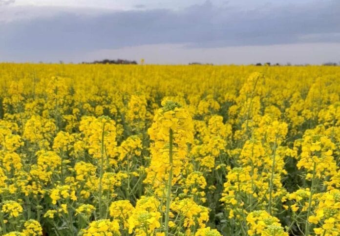 cultivos de cobertura para biocombustibles Bunge camelina colza cártamo