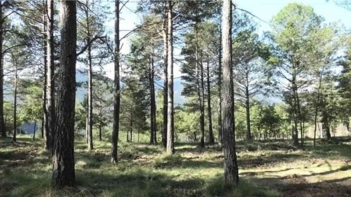 nuevas fibras que nacen de la biomasa forestal El proyecto TEXWOODS busca convertir residuos forestales en fibras textiles sostenibles