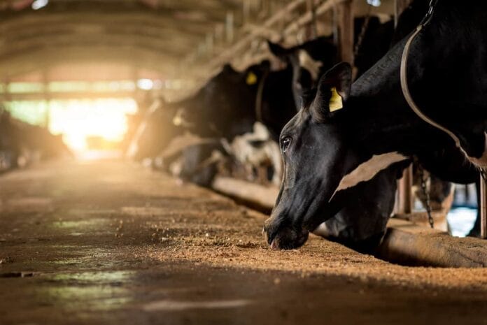 Menos pérdidas, más fertilizante: el poder de las algas en la nutrición ganadera Vaca lechera alimentada con alga parda para reducir emisiones de amoníaco en slurry