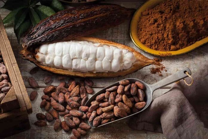 Costa de Marfil le pone fecha de vencimiento a la exportación de cacao sin procesar Bioeconomía del cacao en Costa de Marfil: exportar con valor agregado