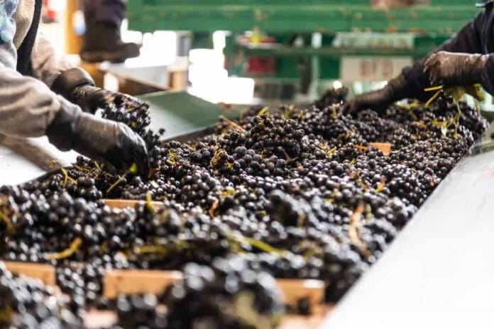 Investigador chileno analiza residuos vitivinícolas para convertirlos en bioproductos sostenibles