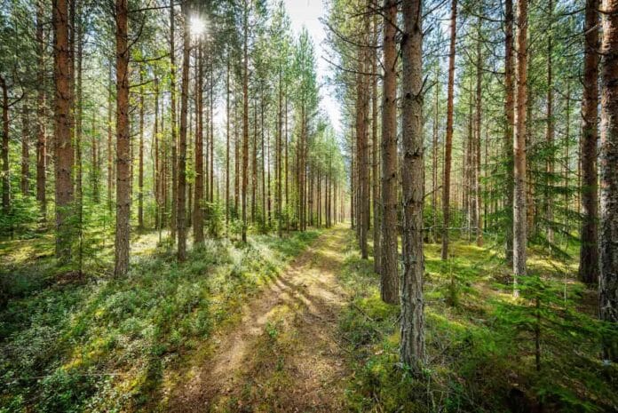 gigante forestal sueco cuestiona el rumbo de la Nueva Estrategia de Bioeconomía de la UE Ulf Larsson, CEO de SCA, advierte que excluir la biomasa forestal de la nueva Estrategia Europea de Bioeconomía podría poner en riesgo la transición climática y la autonomía industrial del continente.
