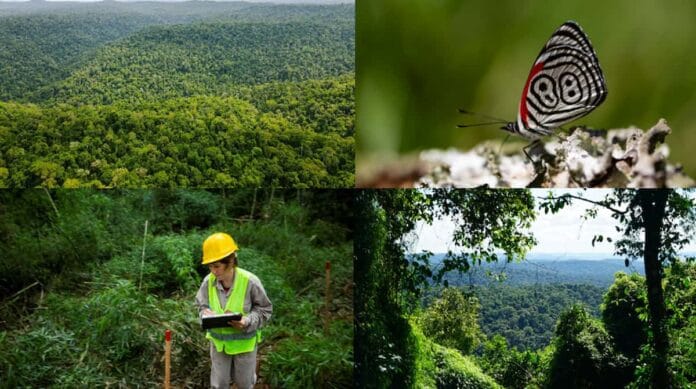 Un rincón de la selva misionera acaba de entrar al mapa global de las soluciones climáticas certificación de créditos de carbono en Argentina