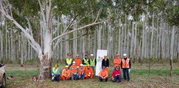 la industria forestal argentina fue distinguida por las Naciones Unidas La FAO distinguió a la AFoA y al sector forestal argentino por su sistema de certificación laboral, modelo de seguridad y sostenibilidad replicable globalmente.