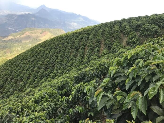 Paisaje representando biodiversidad y bioeconomía en Colombia