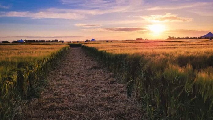 Quilmes presenta Malkia y Florence, nuevas variedades de cebada cervecera desarrolladas en Argentina