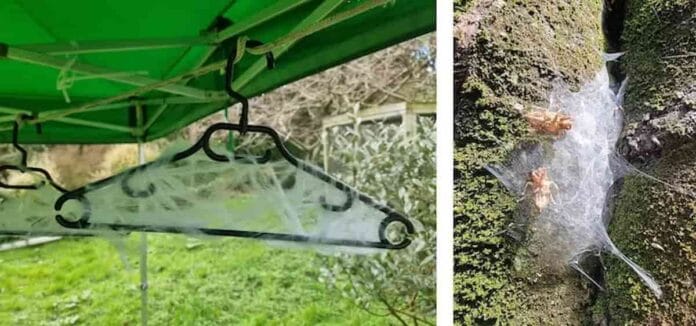 Telaraña artificial inspirada en Halloween capturando partículas de ADN ambiental suspendidas en el aire