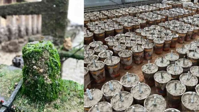 Bloques de Xiriton cubiertos de ostras y algas sobre una planicie de marea en Yerseke durante un ensayo de restauración marina.