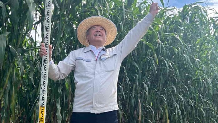 Toyota eligió el epicentro del desastre nuclear para lanzar un mensaje global los biocombustibles son el futuro de la movilidad Plantación de sorgo para biocombustibles en terreno afectado por Fukushima, proyecto de Toyota