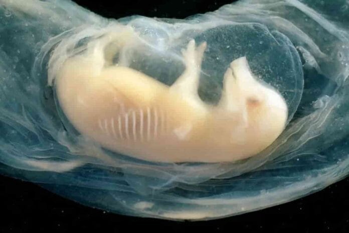 Corazones humanos en embriones de cerdo en investigación científica