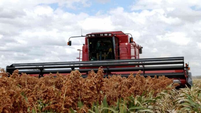 sorgo-cosecha cosecha de sorgo en Australia.