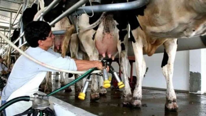 Día del Tambero: reconocimiento al esfuerzo que no conoce de feriados