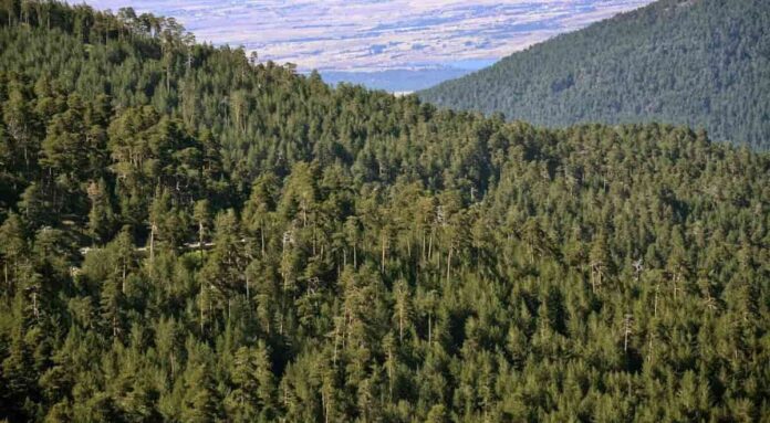 España deja de mirar a Bruselas para decidir qué hacer con su biomasa sólida (1) biomasa sólida en España con potencial energético desaprovechado