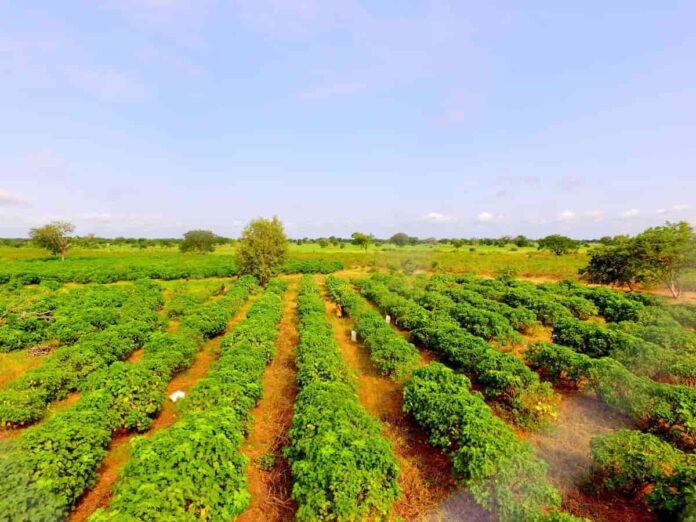 Frutos y semillas de Jatropha curcas en planta oleaginosa