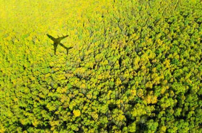 La integración de la biomasa leñosa en mercados de alta complejidad es clave para la transición hacia una economía de carbono renovable