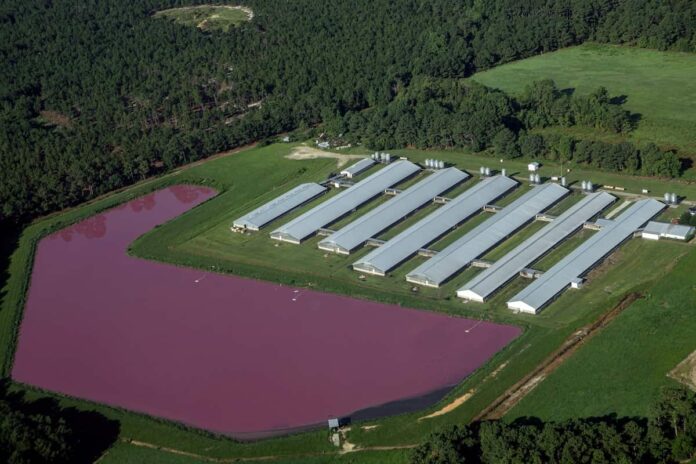 Book and claim: la conexión invisible entre los cerdos de Carolina del Norte y el transporte de California