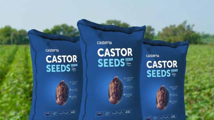 Aplicación de biotecnología e IA en el cultivo mecanizado de aceite de ricino en Brasil.