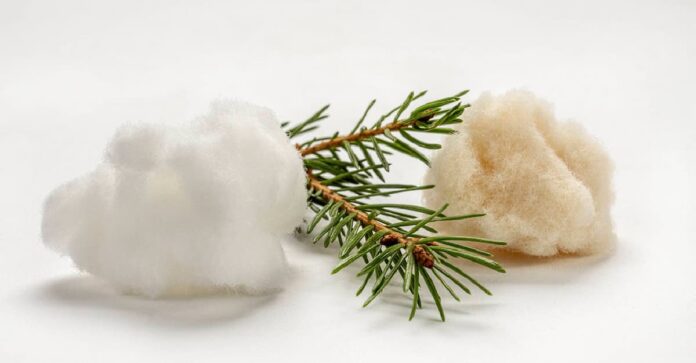 De las plantaciones de pino en Corrientes a la producción de celulosa fluff en planta Arpulp Ituzaingó