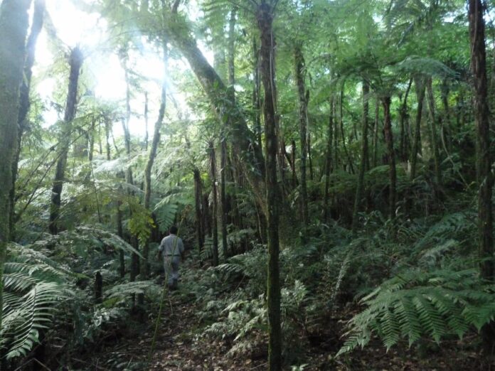 Monitoreo de fauna con cámaras trampa en la Reserva Natural de Arcor.