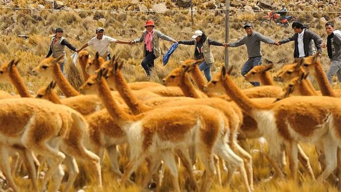 Chaku tradicional en la Puna argentina para aprovechamiento de lana de vicuña
