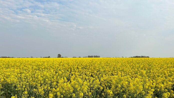 Cultivo de colza en Argentina como parte del programa de agricultura regenerativa para biocombustibles.