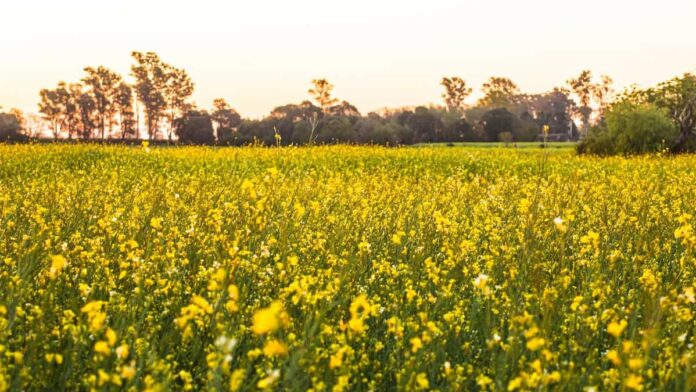 Productores rurales australianos reclaman políticas para el fomento de biocombustibles agrícolas.