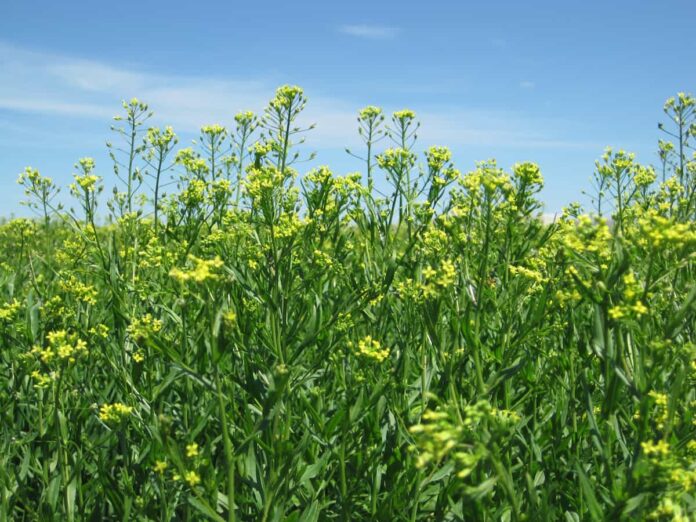 Cultivo de camelina en flor como cultivo intermedio para biocombustibles SAF