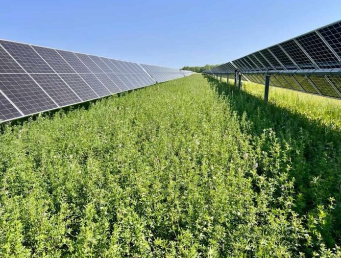 agrivoltaica forrajera alfalfa entre paneles solares instalación solar Ohio