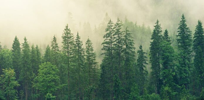 Bosque gestionado de forma sostenible bajo certificación PEFC en Argentina para la producción de biomateriales.
