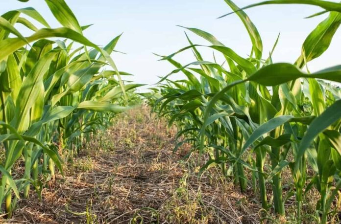 40 gigantes de la alimentación global se unen para escalar la agricultura regenerativa Agricultura regenerativa — campo con cobertura vegetal y suelo saludable representando el programa Regenerating Together de SAI Platform