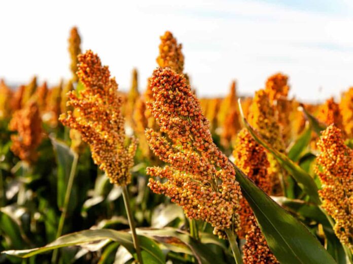 Campo de sorgo en Sudáfrica destinado a la producción de bioetanol de sorgo