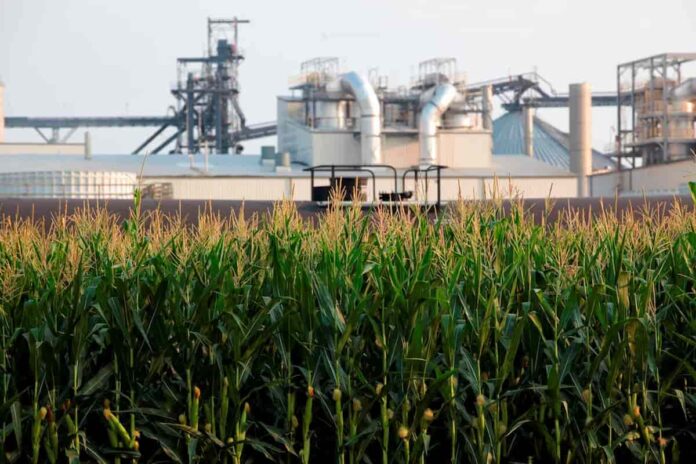 Campo de maíz en Estados Unidos destinado a biocombustibles y alimentos