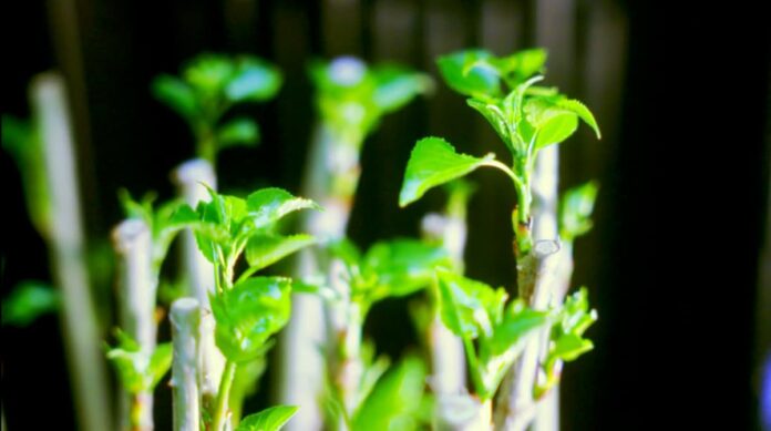 Una startup surgida en el MIT lanza una plataforma de inteligencia artificial para acelerar el desarrollo de nuevas variedades de plantas Una startup surgida en el MIT lanza una plataforma de inteligencia artificial para acelerar el desarrollo de nuevas variedades de plantas