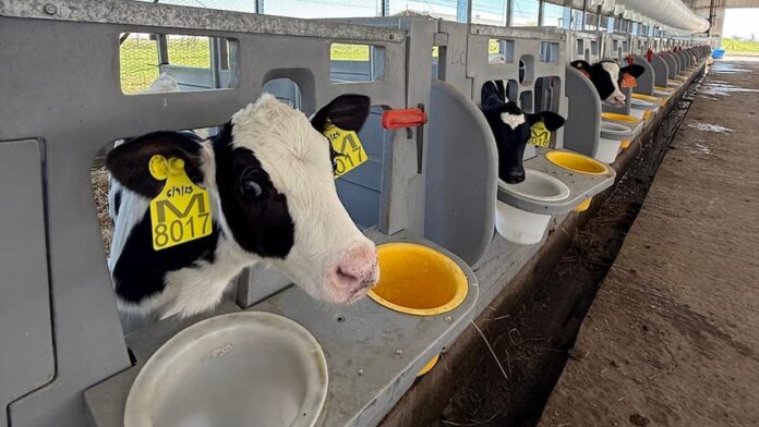 Vacas en un tambo argentino con innovación tecnológica en la cadena láctea