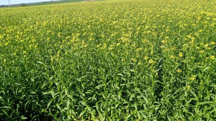 Cultivo de camelina en flor destinado a la producción de biocombustibles