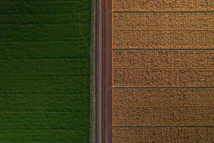 Grupo Bimbo lleva la agricultura regenerativa a tres continentes Campo de trigo bajo prácticas de agricultura regenerativa de Grupo Bimbo