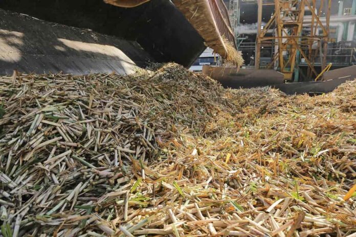 La zafra argentina acumula 4,6 millones de toneladas de caña molidas con 18 ingenios en actividad La zafra argentina acumula 4,6 millones de toneladas de caña molidas con 18 ingenios en actividad