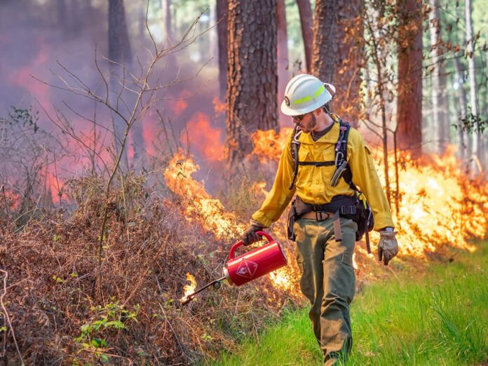 quema prescripta Quema prescripta de baja intensidad en plantación forestal para reducir combustible fino