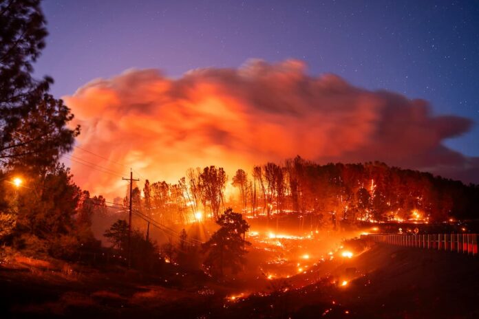 un proyecto de ley propone beneficios fiscales a la construcción de centrales de energía a biomasa para reducir incendios forestales Bosque de California con acumulación de maleza y ramas secas, biomasa forestal como combustible de incendios