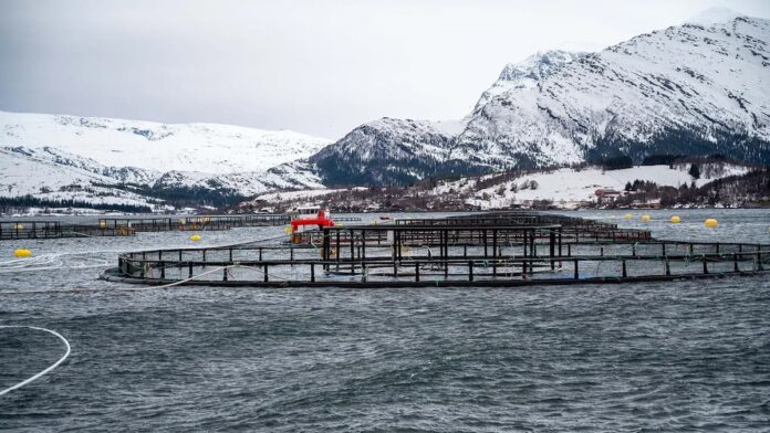 Bioeconomía marina en el Ártico el método de Noruega para convertir descartes y plagas marinas en valor Bioeconomía marina en el Ártico: Noruega convierte residuos marinos en valor %sep% %sitename%
