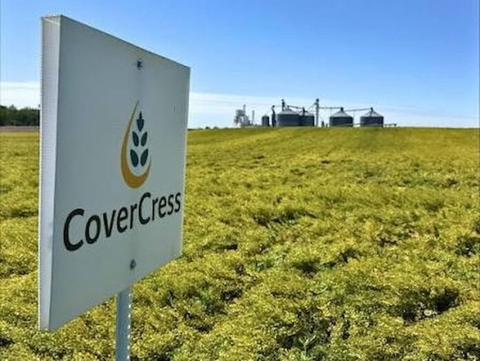 CoverCress, el cultivo de cobertura que ahora es materia prima aprobada para combustibles renovables en Estados Unidos Campo con cultivo de CoverCress entre rotaciones de maíz y soja en Estados Unidos