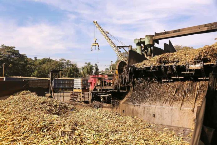 Tucumán registra récords de molienda diaria de caña